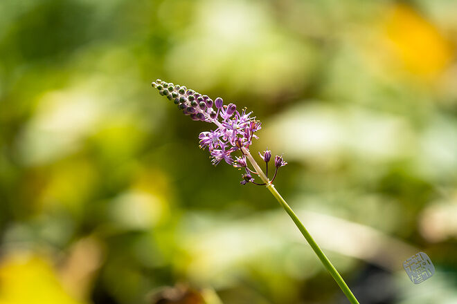 20220827 관곡지  068.jpg