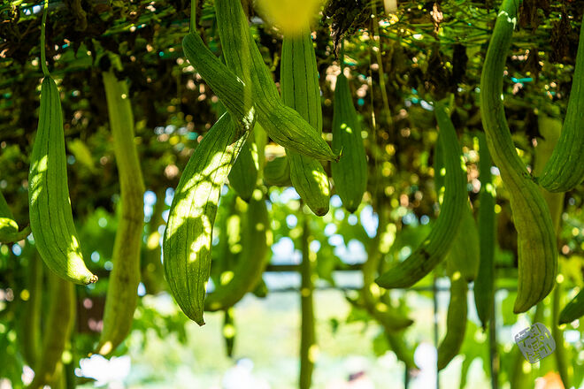 20220827 관곡지  080.jpg