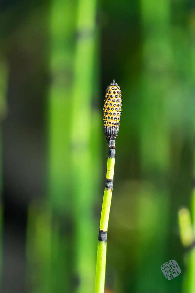 20220827 관곡지  067.jpg