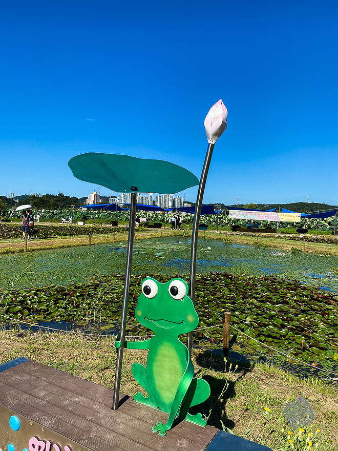 20220827 관곡지  082.jpg