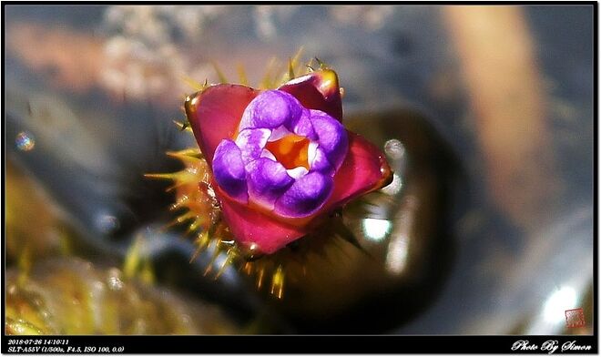 가시연꽃을 보러 간 관곡지