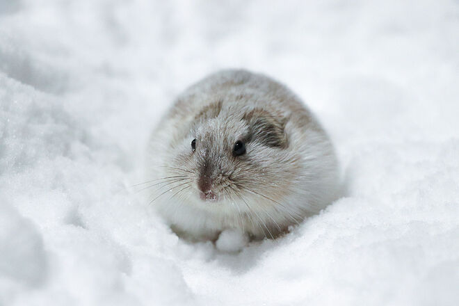 collared-lemming.jpg
