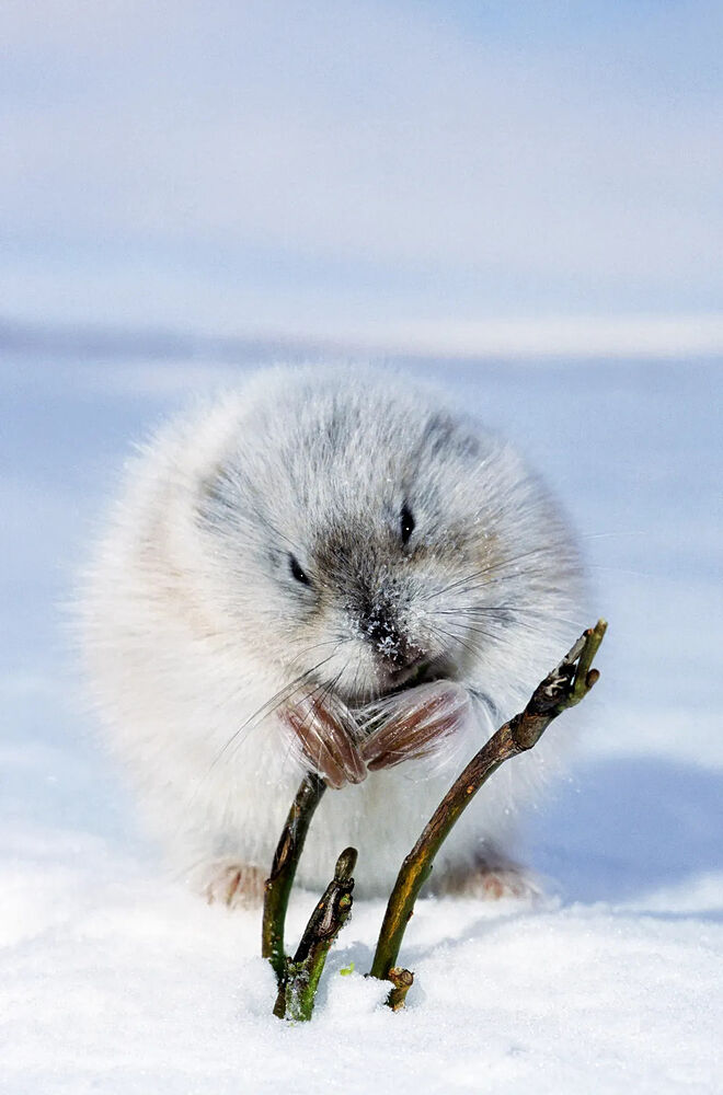 Arctic-lemming-Taymyr-Peninsula-Siberia-Russia.jpg