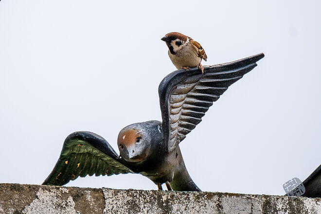 20230502 교동 011.jpg