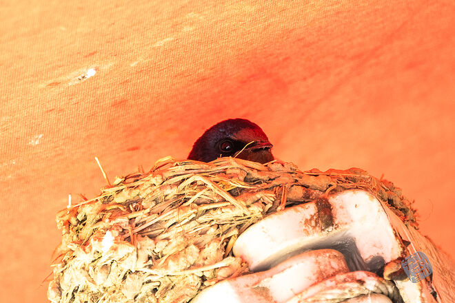 20230502 교동 014.jpg