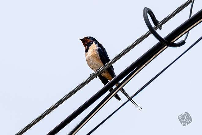 20230502 교동 017.jpg