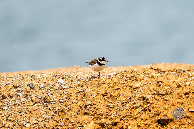 20230502 난정저수지 011.jpg