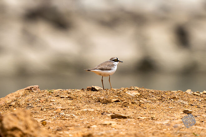 20230502 난정저수지 018.jpg
