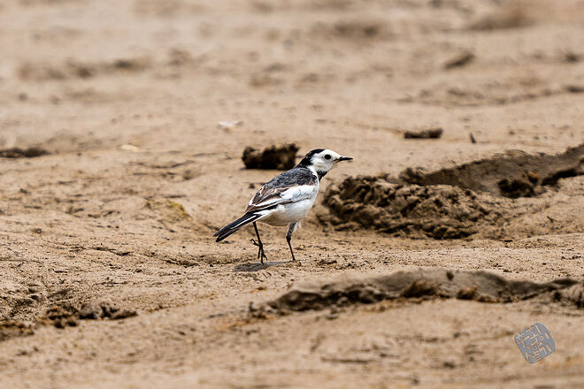 20230502 난정저수지 022.jpg