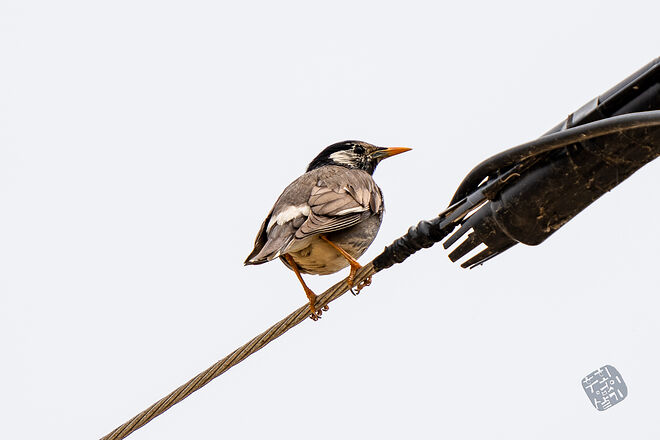 20230502 난정저수지 030.jpg