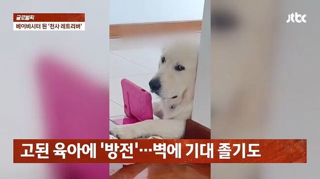 엄마보다 더 극성 '베이비시터'로 유명한 '강아지'&hellip;눈 뜨자마자 아이 방 찾아 _ JTBC 사건반장 0-55 screenshot.png