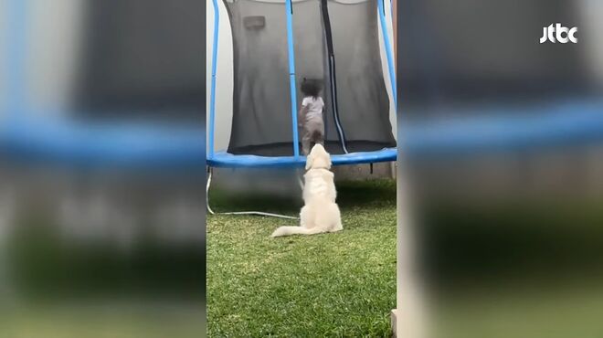 엄마보다 더 극성 '베이비시터'로 유명한 '강아지'&hellip;눈 뜨자마자 아이 방 찾아 _ JTBC 사건반장 0-1 screenshot.png