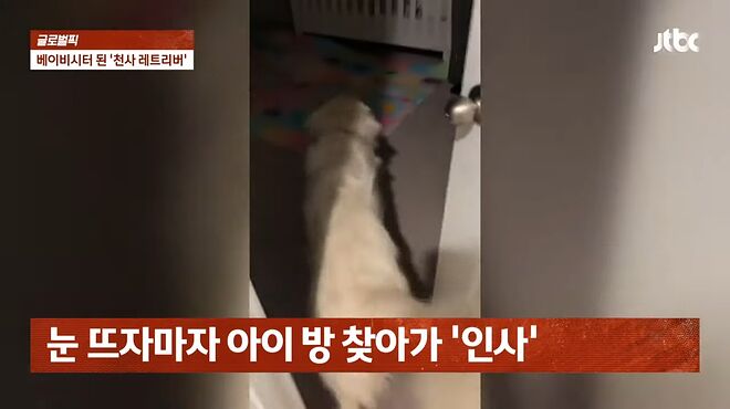 엄마보다 더 극성 '베이비시터'로 유명한 '강아지'&hellip;눈 뜨자마자 아이 방 찾아 _ JTBC 사건반장 0-36 screenshot.png