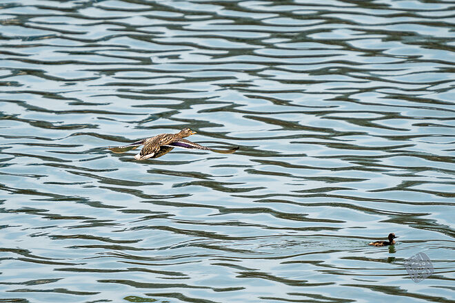 20240324 남항근린공원 037.jpg