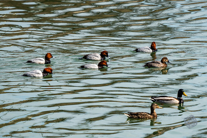 20240324 남항근린공원 034.jpg