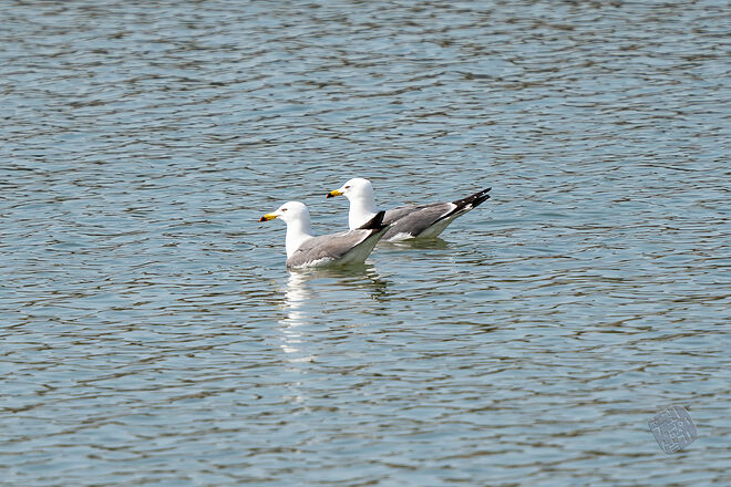 20240324 남항근린공원 051.jpg