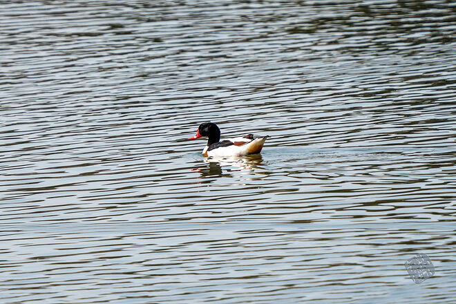 20240324 남항근린공원 045.jpg