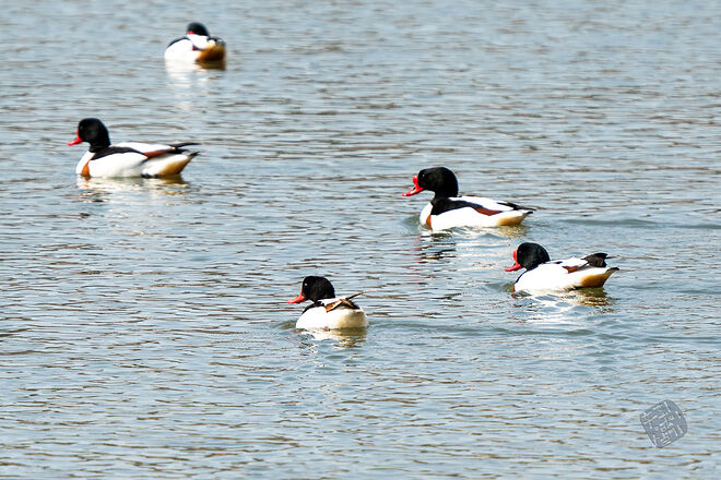20240324 남항근린공원 047.jpg
