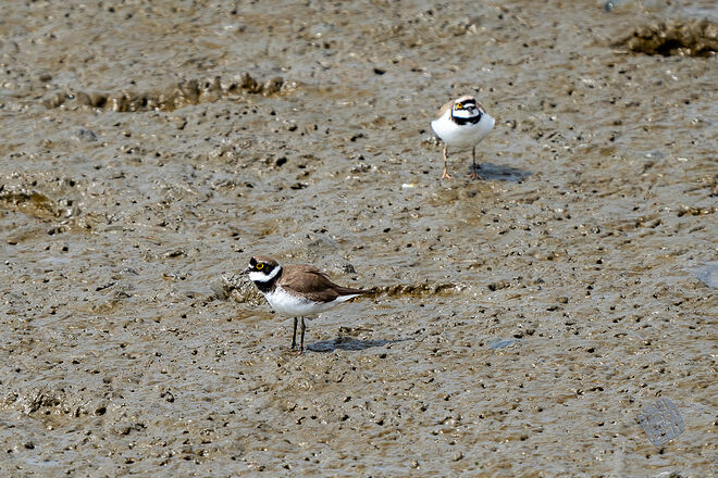 20240324 남항근린공원 056.jpg