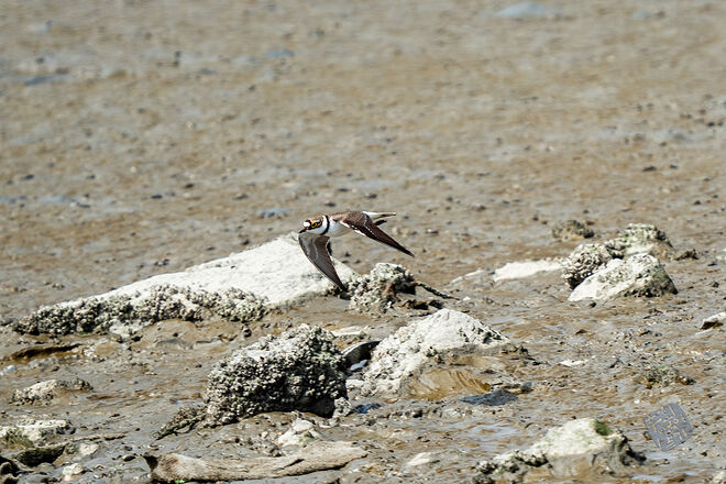 20240324 남항근린공원 055.jpg