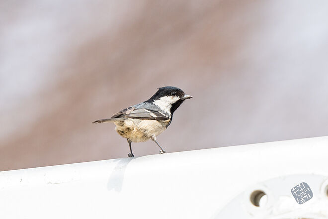 20240324 남항근린공원 101.jpg