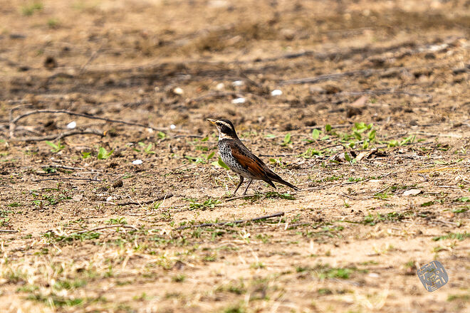 20240324 남항근린공원 098.jpg