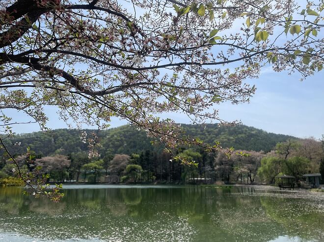 [강추] 가격 정말 저렴한 중화요리집과 벚꽃 저수지 산책 - DPrime [강추] 가격 정말 저렴한 중화요리집과  벚꽃 저수지 산책 - DPrime