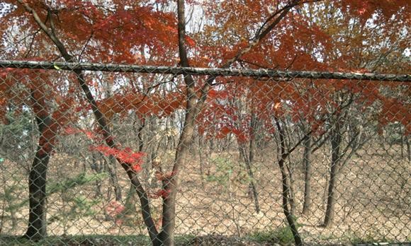 [단풍] 버스 정류장에서 한컷