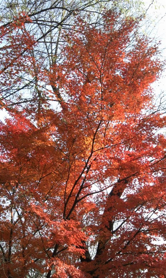 [단풍] 버스 정류장에서 한컷