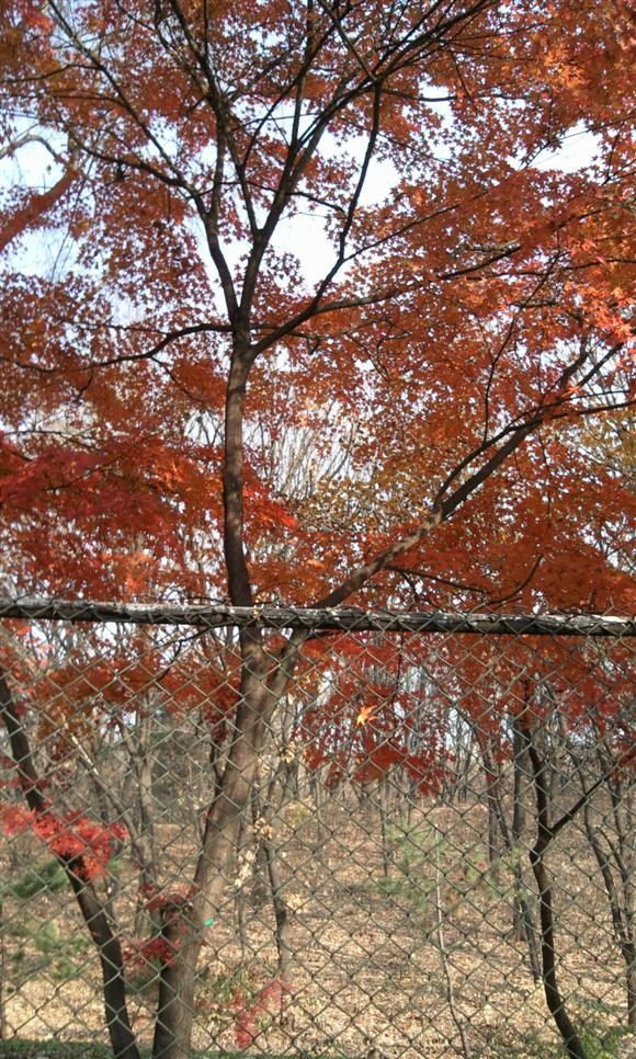 [단풍] 버스 정류장에서 한컷