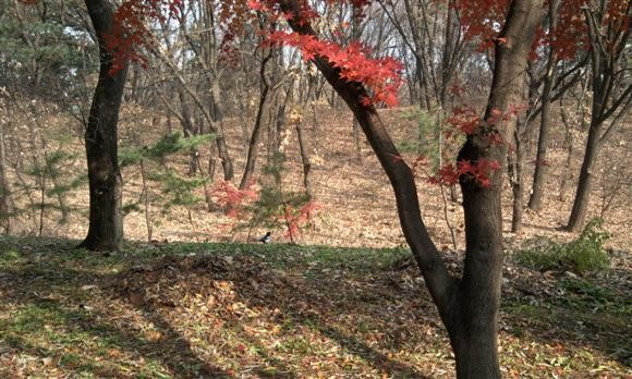 [단풍] 버스 정류장에서 한컷