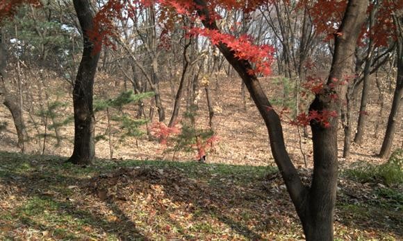 [단풍] 버스 정류장에서 한컷