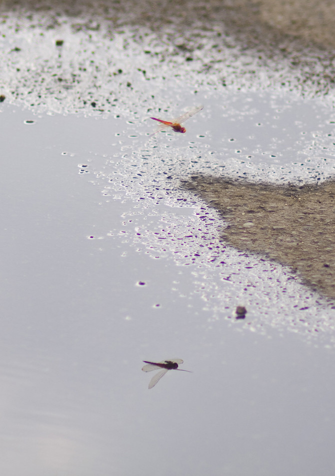 [풍경] 반영이란..