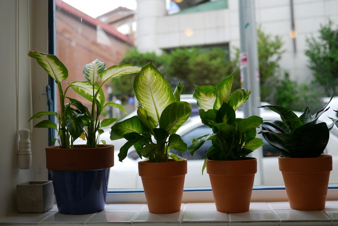 [스냅] 새로 생긴 까페..