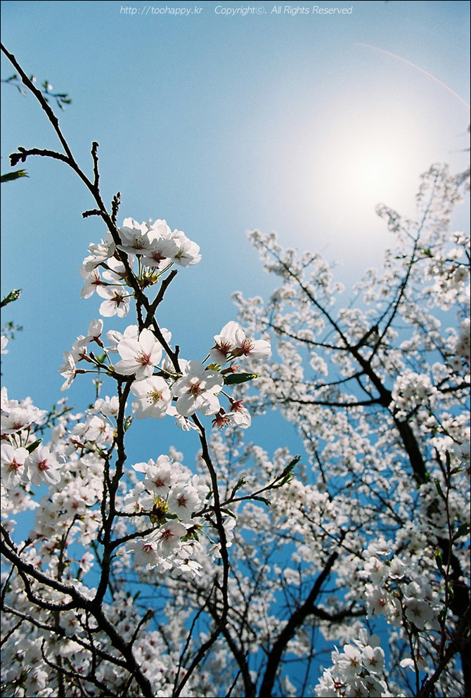 [사진] 좋은날씨 - Film #4