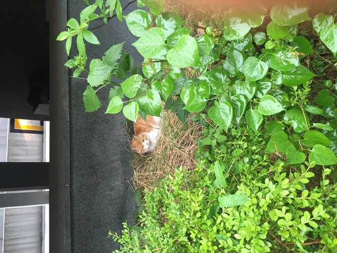 우리동네 냥이대장 2