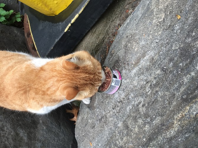 우리동네 냥이대장 2