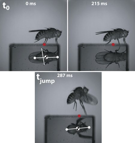 [과학기사] 오바마의 파리잡는 솜씨에 대한 분석