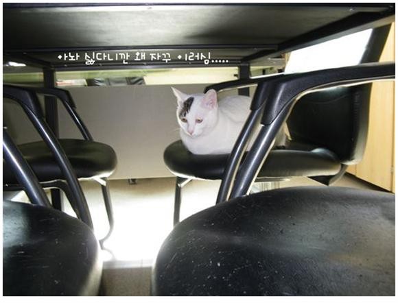 [잡담] 고양이가 무섭나요? ㅎ