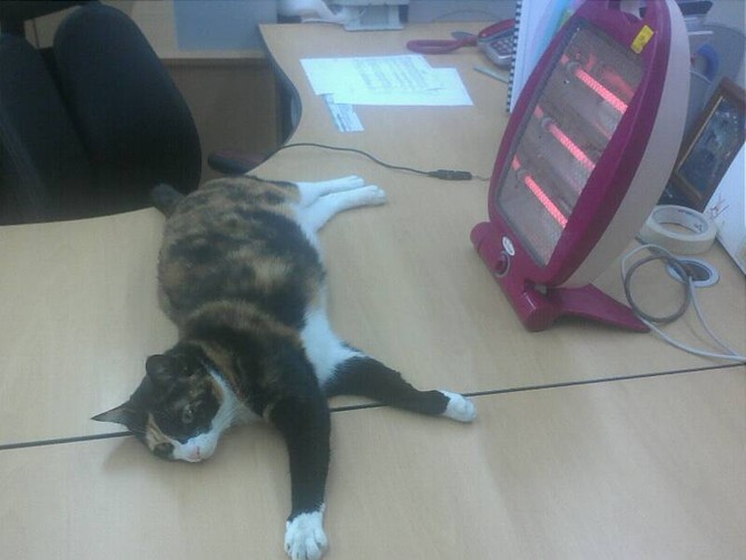 [SNL개그] 블랙스완 연기를 하고 있는 짐캐리^^