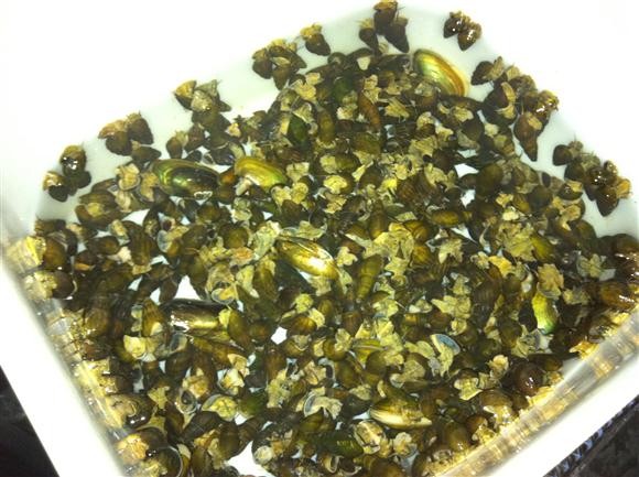 [사진] 미꾸라지,다슬기,도룡뇽