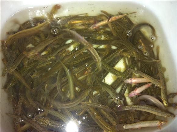 [사진] 미꾸라지,다슬기,도룡뇽