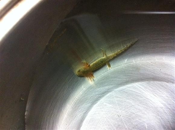 [사진] 미꾸라지,다슬기,도룡뇽