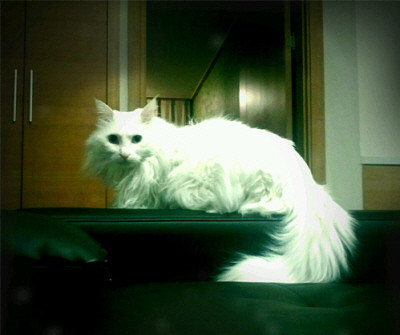 [아이폰] 인피니티 블레이드2 헌정 문구