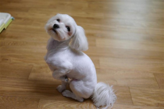 [멍멍당] 간식줘