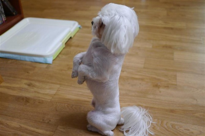 [멍멍당] 간식줘