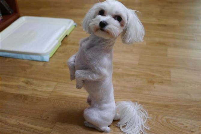 [멍멍당] 간식줘