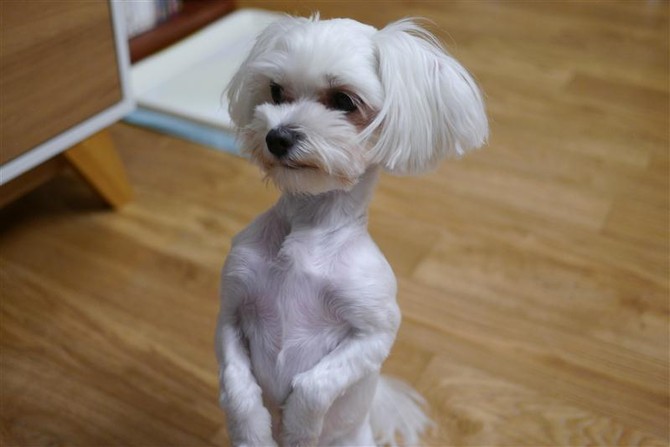 [멍멍당] 간식줘