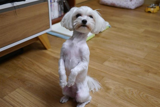 [멍멍당] 간식줘