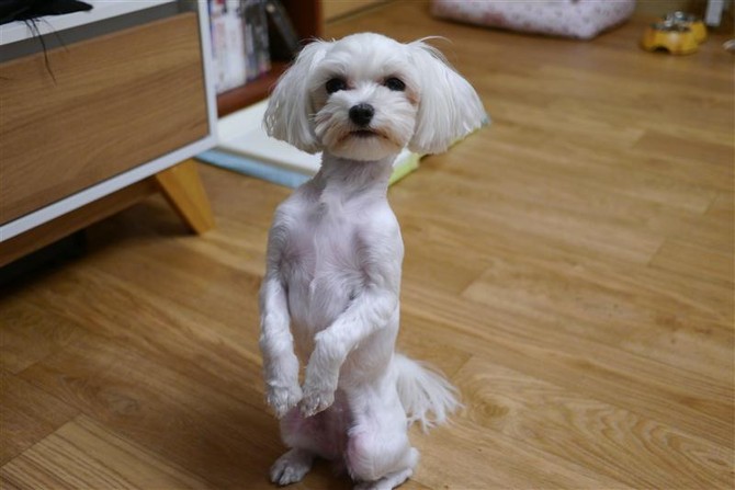 [멍멍당] 간식줘